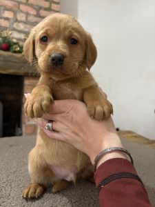 IMG 2115 Fox Red Labradors And Friends