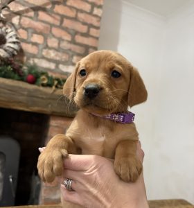 IMG 2135 Fox Red Labradors And Friends