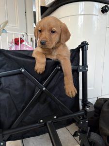 IMG 2310 Fox Red Labradors And Friends