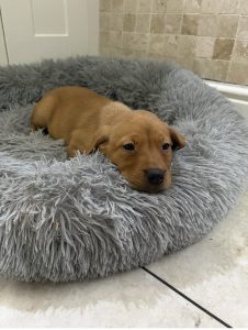 IMG 2348 Fox Red Labradors And Friends