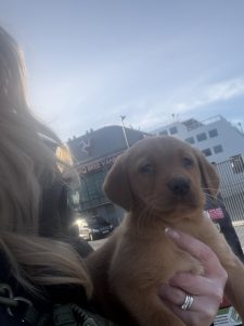 IMG 2410 Fox Red Labradors And Friends