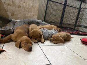 IMG 2429 Fox Red Labradors And Friends