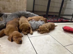 IMG 2430 Fox Red Labradors And Friends