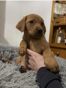 IMG 2540 Fox Red Labradors And Friends
