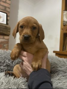 IMG 2541 Fox Red Labradors And Friends