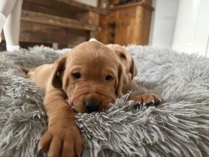 IMG 2953 Fox Red Labradors And Friends