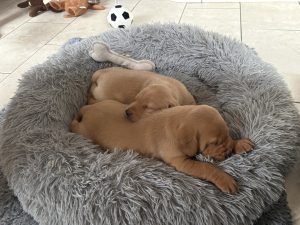 IMG 2964 Fox Red Labradors And Friends