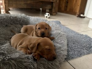 IMG 2995 Fox Red Labradors And Friends