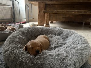 IMG 3016 Fox Red Labradors And Friends