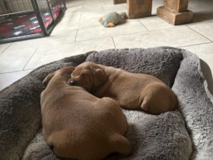 IMG 3019 Fox Red Labradors And Friends