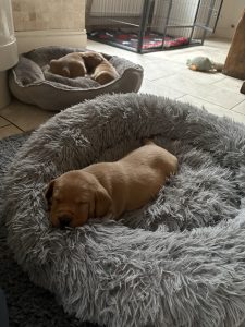 IMG 3021 Fox Red Labradors And Friends