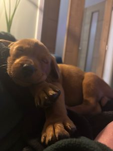 ac386a93 90f4 4d2d 92e8 a28188d04598 Fox Red Labradors And Friends