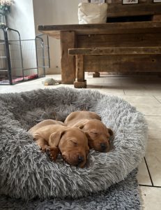 IMG 3005 Fox Red Labradors And Friends