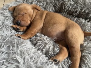 IMG 3184 Fox Red Labradors And Friends