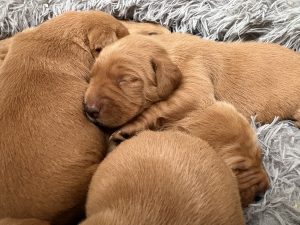 IMG 3254 Fox Red Labradors And Friends