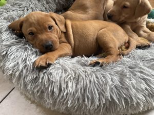 IMG 3311 Fox Red Labradors And Friends