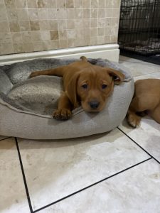 IMG 3700 Fox Red Labradors And Friends