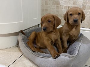 IMG 3704 Fox Red Labradors And Friends