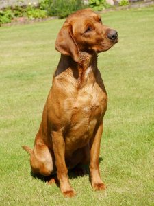 1f1f67c9 8980 45f0 83a2 06acde685c51 Fox Red Labradors And Friends