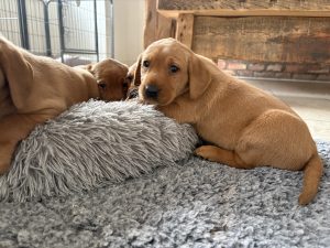 IMG 4037 Fox Red Labradors And Friends