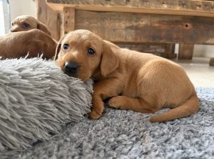 IMG 4053 Fox Red Labradors And Friends