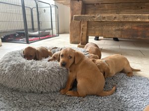 IMG 4059 Fox Red Labradors And Friends