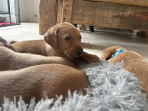 IMG 4064 Fox Red Labradors And Friends