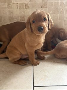 IMG 4205 Fox Red Labradors And Friends