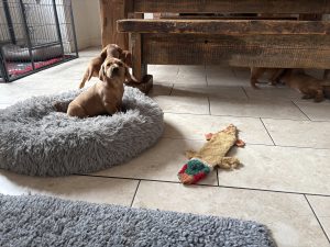 IMG 4239 Fox Red Labradors And Friends