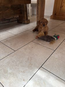 IMG 4258 Fox Red Labradors And Friends