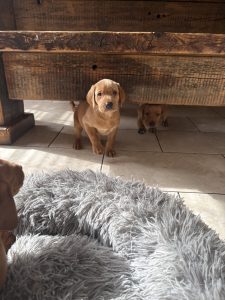 IMG 4262 Fox Red Labradors And Friends