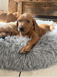 IMG 4277 Fox Red Labradors And Friends