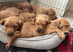 IMG 4289 Fox Red Labradors And Friends