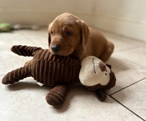 IMG 4333 Fox Red Labradors And Friends