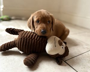 IMG 4334 Fox Red Labradors And Friends
