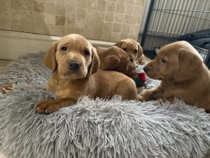 IMG 4350 Fox Red Labradors And Friends