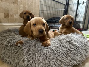 IMG 4354 Fox Red Labradors And Friends