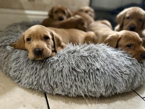 IMG 4357 Fox Red Labradors And Friends