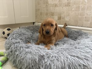 IMG 4447 Fox Red Labradors And Friends