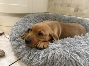 IMG 4480 Fox Red Labradors And Friends