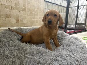 IMG 4497 Fox Red Labradors And Friends