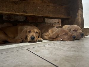 IMG 4573 Fox Red Labradors And Friends