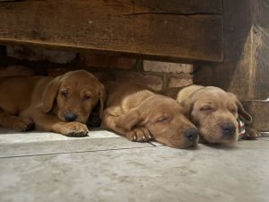 IMG 4575 Fox Red Labradors And Friends