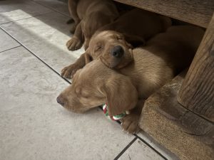 IMG 4581 Fox Red Labradors And Friends