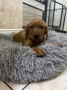 IMG 4586 Fox Red Labradors And Friends