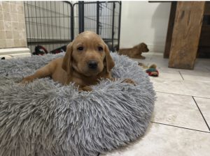 IMG 4619 Fox Red Labradors And Friends