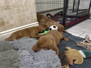 IMG 4647 Fox Red Labradors And Friends