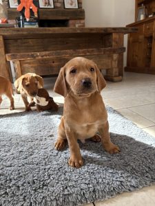 IMG 4863 Fox Red Labradors And Friends