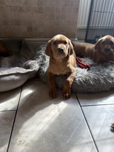 IMG 4900 Fox Red Labradors And Friends