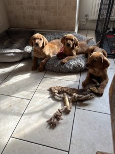 IMG 4904 Fox Red Labradors And Friends